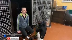 ?ДВОЙНОЙ СТРИМ на YOUTUBE и TWITCH / Шимпанзе Боня и Дан Запашный о последних новостях 09.02.2023