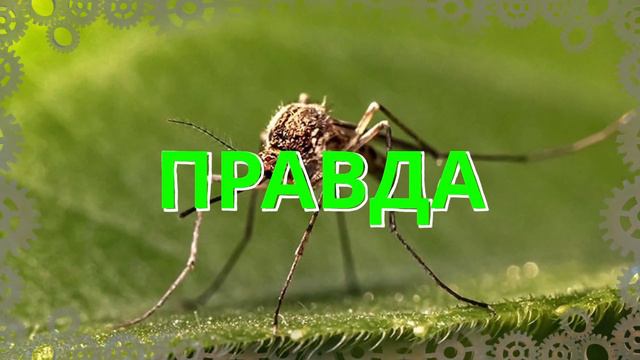 Вигадка чи Правда І Комарі вбивають близько мільйона людей щороку? смотреть онлайн