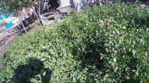 Как бороться с растением-паразитом Повиликой. Совет от Вадика-Натуралиста.