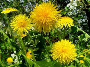 Михаил  Звездинский  -  ОЧАРОВАНА , ОКОЛДОВАНА...