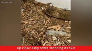 Up close: King cobra shedding its skin