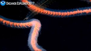 NOAA March 13 Beautiful Siphonophore close up!