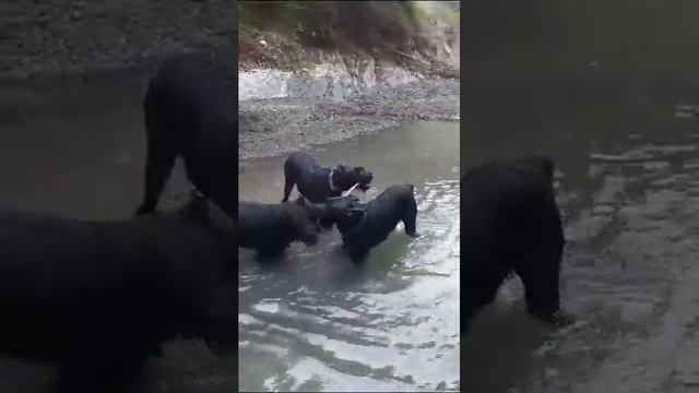 Водяные палкожуи в Сочи. Роман-Кош Урсол с семейством на днюхе Зены 7лет с дочкой Флорис. 22.07.23