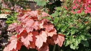 Гейхера Робуста (Heuchera Robusta) - ярко розовые цветы. Начало июня 2023
