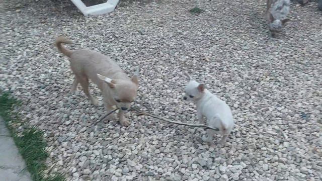 Гарри Поттер призрачный мрамор нашел свою семью! питомник чихуахуа Кастропуло Крым смотреть онлайн