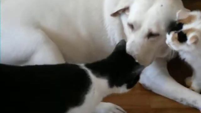 Дина и Даша смотреть онлайн