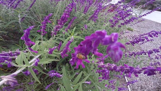 cloudy purple flowers 2 смотреть онлайн