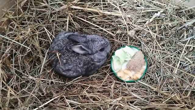 кролики в вольере весной смотреть онлайн