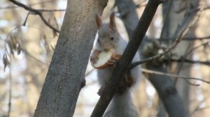 Ещё про белочек