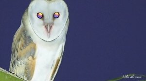 Сипухи которые мешают спать