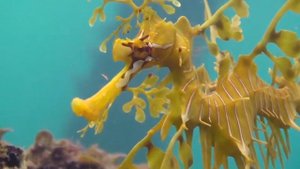 Лиственный морской Дракон или морской Пегас ( Phycodurus egues)