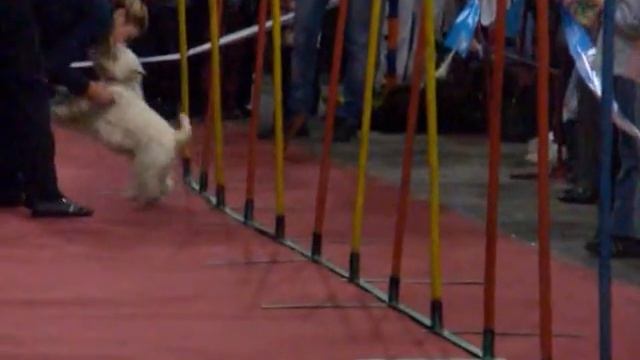 Вест-хайленд уайт терьер Alfredo Mariominia в Аджилити-2 смотреть онлайн