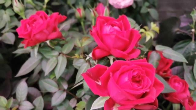 Завоз комнатных растений в Леруа Мерлен! смотреть онлайн