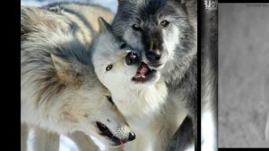 / Волк и Шаман/Мощь Природы