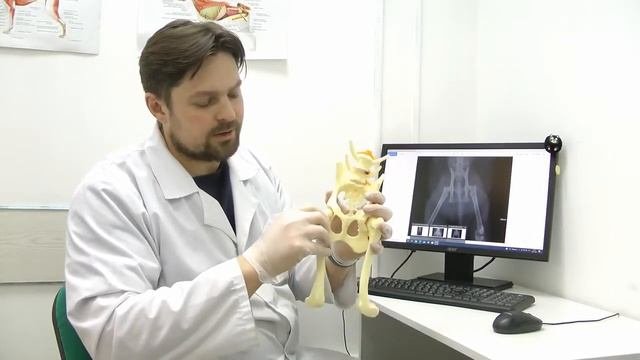 Дисплазия ТБС кошек или дегенеративные изменения суставной впадины