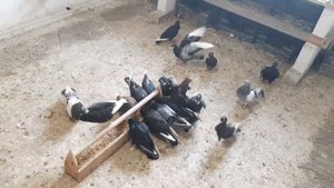 Голуби Американцы кормилки