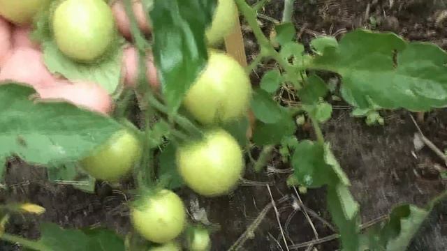 Сейте ТОЛЬКО СВОИМИ семенами!!! смотреть онлайн