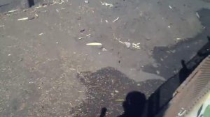 Как я поймал диких уток !