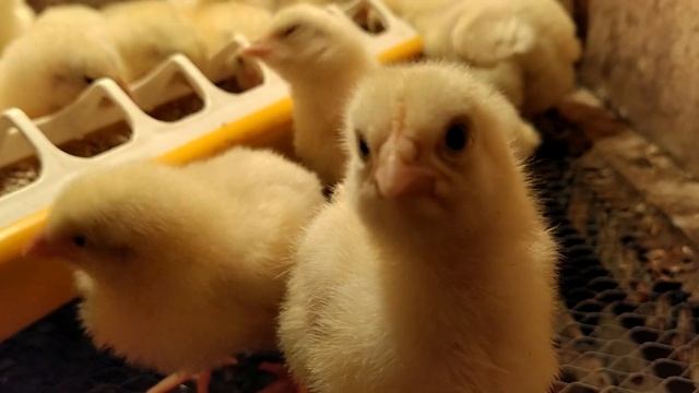 КОББ-500 сезон 2020 ОТКРЫТ!!! смотреть онлайн