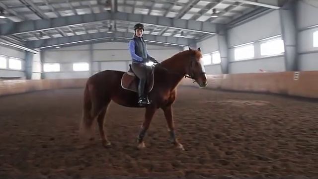 Как управлять лошадью смотреть онлайн