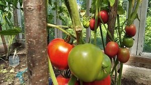 Посадила сорт томата Спрут F1