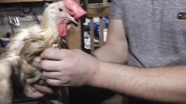 Лечим курицу-закупорка зоба. смотреть онлайн