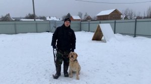 Перевоспитание лабрадора | дрессировка собаки с ноля | ЧАСТЬ 1