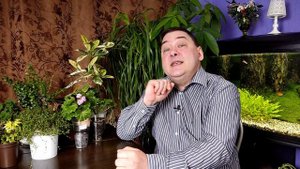 Пахира. Уход в домашних условиях