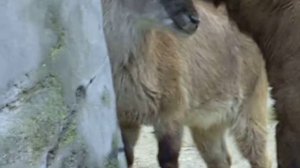 Takin calf licks Adult Tahr @ Zoo Antwerp