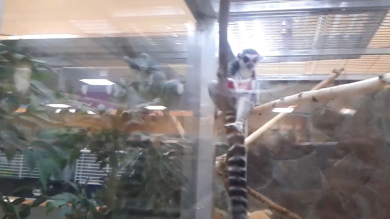Животные в зоомаркете Ле Муррр