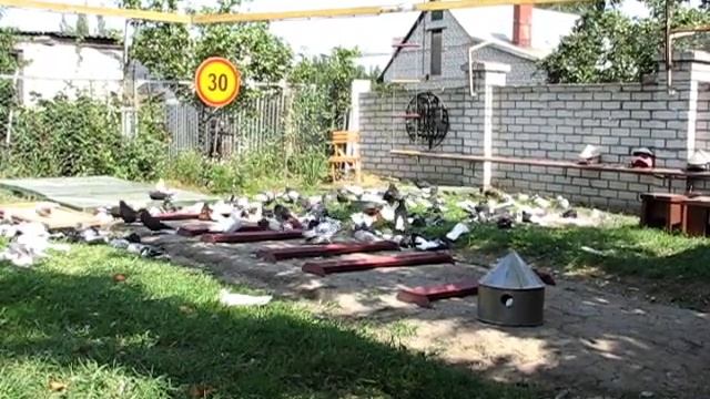 Николаевские голуби Сергея Родионова (Видео комментарий...). Волгоград. Часть 39. смотреть онлайн