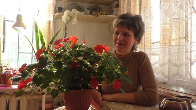 Черенкую бальзамин Дождевой червь в цветочном горшке смотреть онлайн