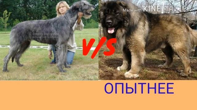 Кавказская овчарка против ирландского волкодава.