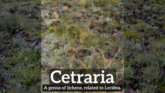 How Does Cetraria Look? | What is Cetraria? | How to Say Cetraria in English? смотреть онлайн
