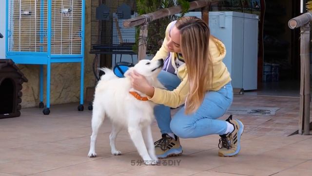 最高のペットの飼い主になるためのスマートなペットのハックとDIYサバイバルトリック??? смотреть онлайн