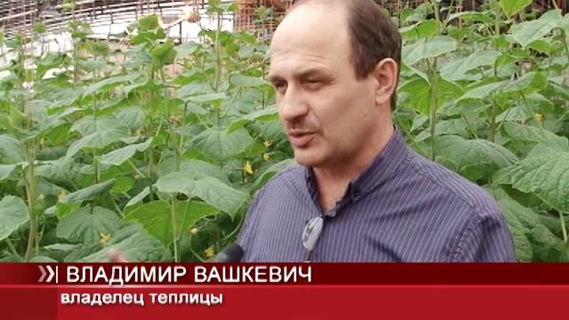 Первый урожай экспериментальной теплицы смотреть онлайн