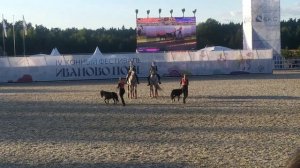 Андалузы и американские миниатюрные лошади