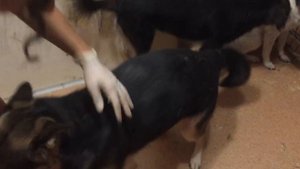 метис овчарки