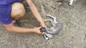 Коза рожает