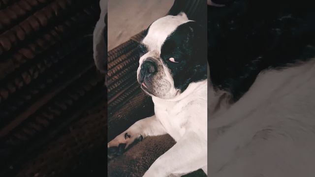 Страшный сон Нюры! 😀 смотреть онлайн