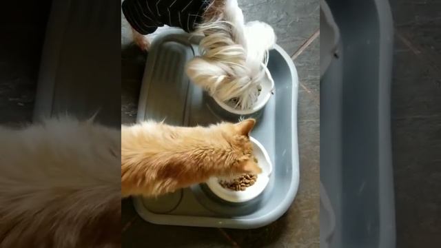 Подставка с мисками для собак с Алиэкспресс и наглая рыжая морда смотреть онлайн