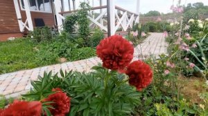 ПИОНЫ В МОЕМ САДУ! Lemon Chiffon, Red Grace, Carnation Bouquet, Mackinac Grand.