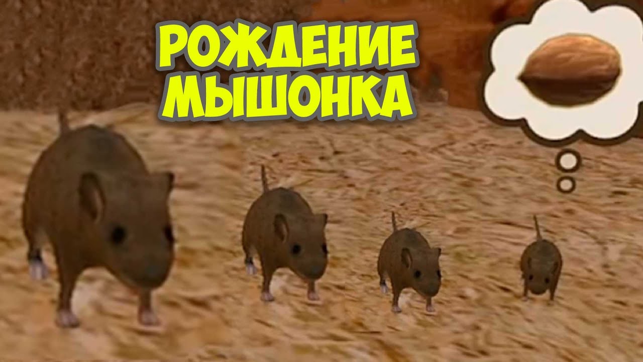 Игра симулятор маленькая мышка. Золотой сыр в игре симулятор мыши. Золотой сыр в симуляторе мыши на карте. Все золотые сыры в симулятор мыши на карте.