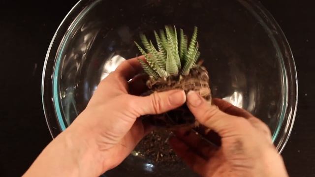 DIY Tutorial On How To Make A Terrarium With Cacti And Desert Plants