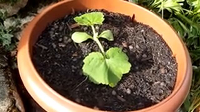 How to Grow Squash in Containers - How to Grow Squash in Pots (Container Grown Squash ) Squash UK смотреть онлайн