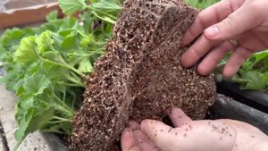 Как укоренить пеларгонию лучше всего .