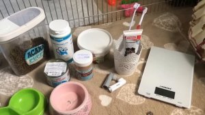 ЧТО НУЖНО ДЛЯ ПОЯВЛЕНИЯ ЩЕНКА В ДОМЕ. Первые зоопокупки. Щенки йоркширского терьера