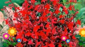 Лобелия прекрасная Русская принцесса. Краткий обзор, описание lobelia speciosa Russian Princess