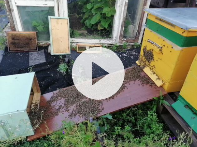 Роеловство. Прилетел огромный рой в безроевую пору смотреть онлайн