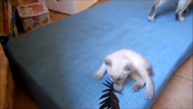 Mekong Bobtail kittens - the 2nd month смотреть онлайн